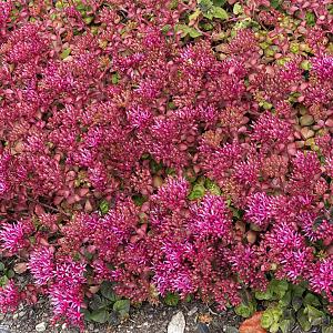 Sedum spurium Pot 9cm.