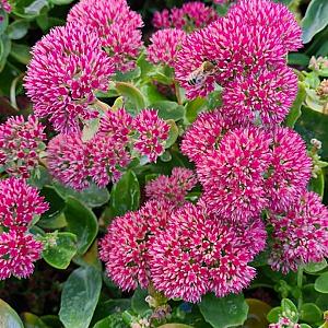 Sedum 'Herbstfreude' Pot 9cm.