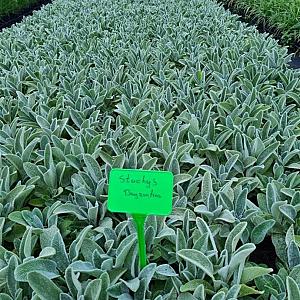 Stachys byzantina Pot 9cm.