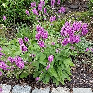Stachys grandiflora 'Superba' Pot 9cm.