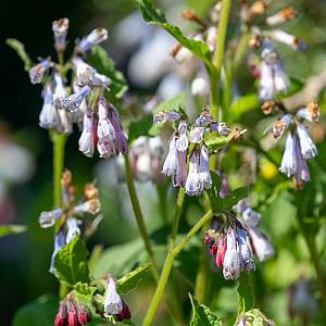 Symphytum grand. 'Wisley Blue' Container 2lt.
