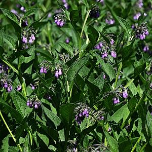 Symphytum officinale Pot 9cm.