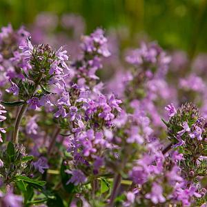 Thymus serpyllum Pot 9cm.