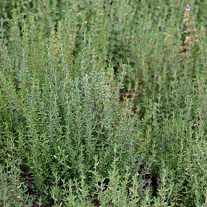 Thymus vulgaris 'Compactus' Pot 9cm.