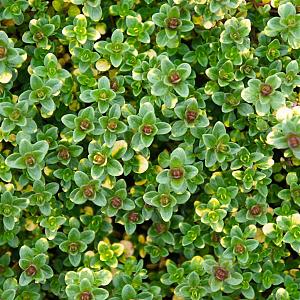 Thymus 'Doone Valley' Pot 9cm.