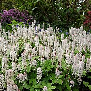 Tiarella wherryi Pot 9cm.