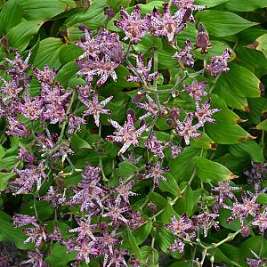 Tricyrtis formosana Pot 9cm.