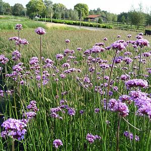 Verbena bonariensis Pot 9cm.