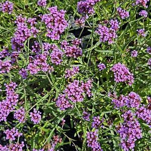 Verbena bon. 'Lollipop' Pot 9cm.