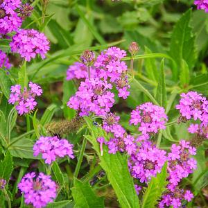 Verbena rigida Pot 9cm.