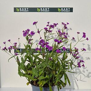 Verbena rigida Pot 9cm.