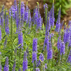 Veronica spicata Pot 9cm.