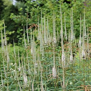 Veronicastrum virg. 'Album' Pot 9cm.