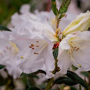 Rhododendron 'Eskimo' Container 5lt.