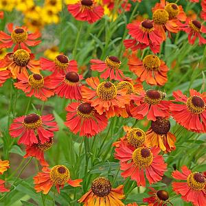 Helenium 'Moerheim Beauty' Pot 9cm.
