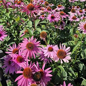 Echinacea purpurea Pot 9cm.