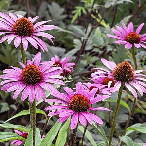 Echinacea purp. 'Magnus' Pot 9cm.