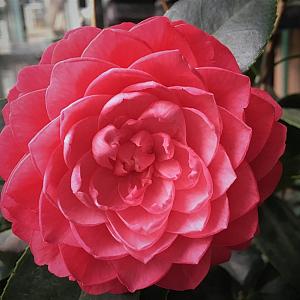 Camellia jap. 'Priness Baciocchi' Container 7,5lt. 80/100cm.