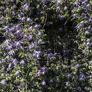 Clematis alpina Container 5lt 150/175cm.