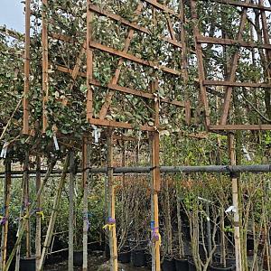 Elaeagnus ebbingei Leivorm Container 30lt. 180cm. stam
