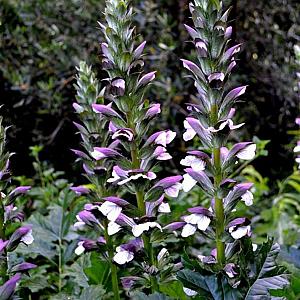 Acanthus spinosus Pot 9cm.