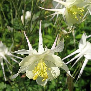 Aquilegia 'Silver Queen' Pot 9cm.