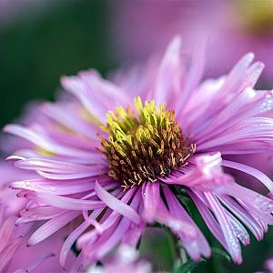 Aster alpinus 'Happy End' Pot 9cm.