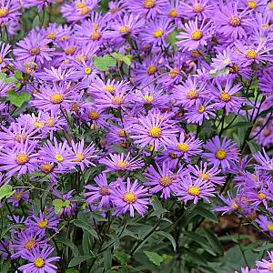 Aster amellus 'Veilchenkönigin' Pot 9cm.