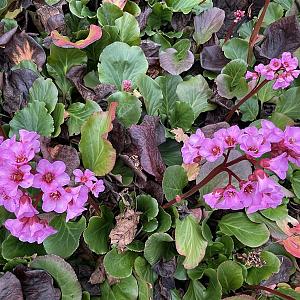 Bergenia 'Abendglut' Pot 9cm.