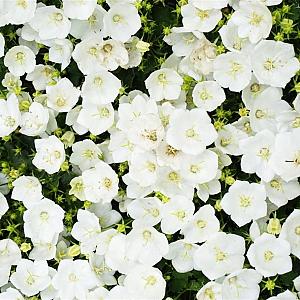 Campanula carp. 'Weisse Clips' Pot 9cm.