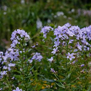 Campanula lact. 'Pouffe' Pot 9cm.