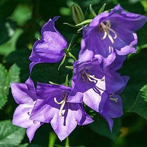 Campanula persicifolia Pot 9cm.