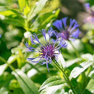 Centaurea montana Pot 9cm.