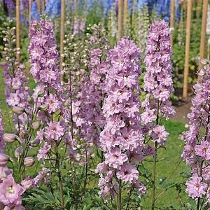 Delphinium (P) 'Astolat' Pot 9cm.