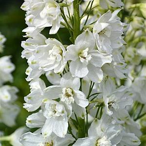Delphinium (P) 'Galahad' Pot 9cm.