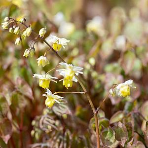 Epimedium versicolor 'Sulphureum' Pot 9cm.