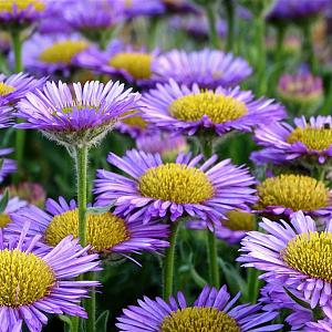 Erigeron 'Dunkelste Aller' Pot 9cm.