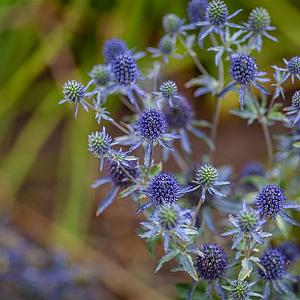 Eryngium planum 'Blauer Zwerg' Pot 9cm.
