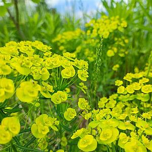 Euphorbia cyparissias Pot 9cm.