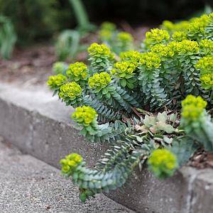 Euphorbia myrsinites Pot 9cm.