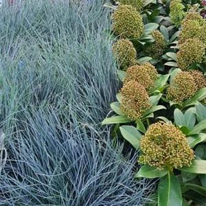 Festuca glauca 'Elijah Bleu' Pot 9cm.