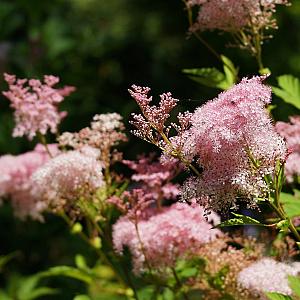 Filipendula rubra 'Venusta' Pot 9cm.