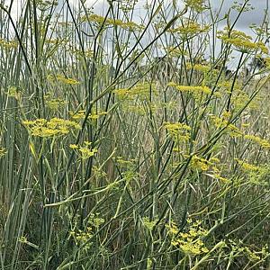 Foeniculum vulgare Pot 9cm.