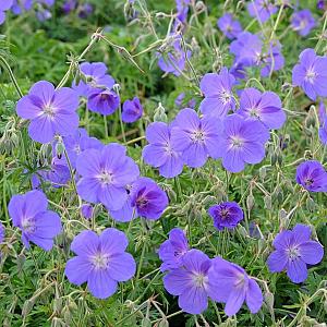 Geranium 'Orion' Pot 9cm.