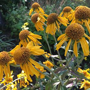 Helenium hoopesii Pot 9cm.