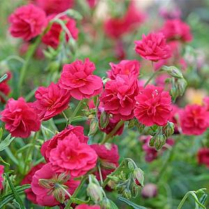 Helianthemum 'Cerise Queen' Pot 9cm.