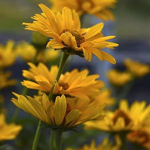 Heliopsis h. 'Summer Sun' Pot 9cm.