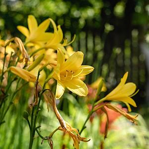 Hemerocallis lilioasphodelus Pot 9cm.