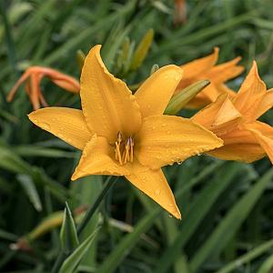 Hemerocallis middendorffii Pot 9cm.