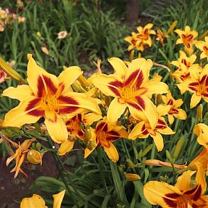 Hemerocallis 'Bonanza' Pot 9cm.
